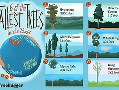 Image result for Biggest Tree in the World Cool Picture