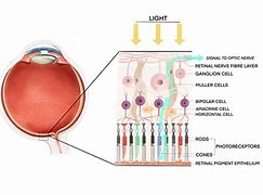 Image result for Retina Rods and Cones for Kids to Understand