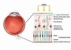 Image result for Eye Cone Problems