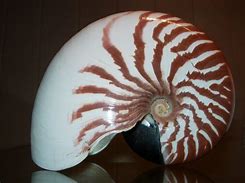 Image result for Nautilus Macromphalus