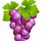 Image result for Kilo of Grapes Clip Art