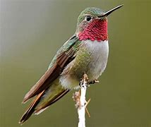 Image result for hummingbirds