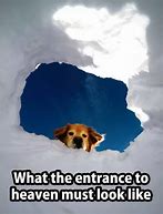 Image result for Relatable Pet Memes