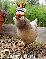 Image result for Happy Birthday Chicken Meme