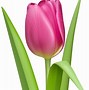 Image result for One Tulip Flower