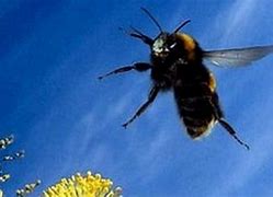 Image result for Bumblebee Bat Flying