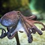 Image result for Pet Octopus