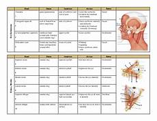 Muscle Chart