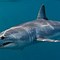 Image result for Biggest Mako Shark in the World