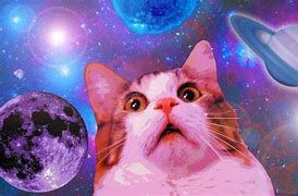 Image result for Funny Cat Meme Wallpaper