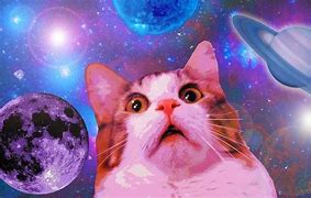 Image result for Cat Meme Collage