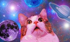Image result for Cat Meme HD