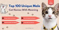 Image result for Creative Male Cat Names