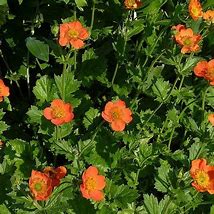 Image result for Geum Totally Tangerine