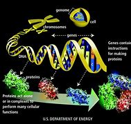 Image result for Genome Example