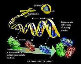 Image result for Whole Genome
