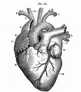 Image result for Anatomical Heart Vintage