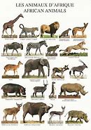 Image result for African Savanna Animals List