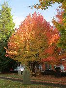 Image result for Liquidambar styraciflua Lane Roberts