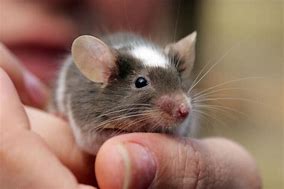 Image result for Cute Mouse Names