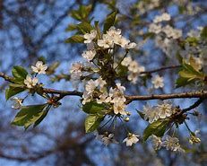 Bildergebnis für Prunus avium Reuzenkers