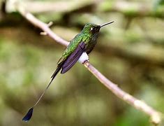 Image result for Ocreatus Trochilidae