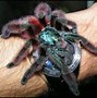 Image result for Antilles Pink Toe Tarantula Care