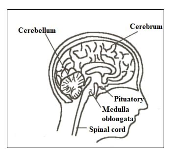 Image result for Reflex Action