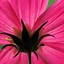 Image result for Hot Pink Flowers iPhone Wallpaper