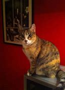 Image result for aflacat