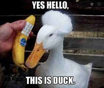 Image result for Goofy Duck Meme