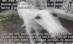 Image result for Born to Die Meme