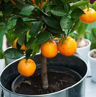 Image result for Indoor Orange Tree Dwarf