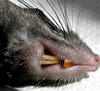 Image result for Rat Teeth