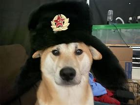Image result for Comrade Doggo
