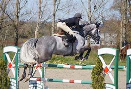 Image result for White Horse Show Jumping