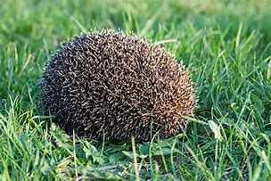 Image result for Soft Hedgehog Ball