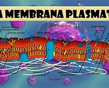 Image result for Membrana Celular