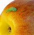 Image result for Half Rotten Apple