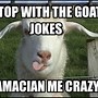 Image result for Goat Staring Meme