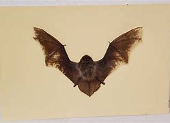 Image result for Pied Bat Print