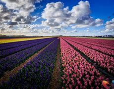 Image result for Netherlands Flowers along Roads