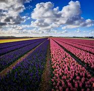 Image result for Dutch Flower Fields