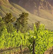 Image result for South Africa Agriculture