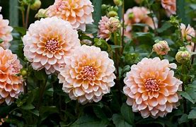 Image result for Dahlia Libbecio