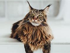 Image result for maine coon colors
