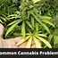 Image result for Sick Marijuana Plants Problems