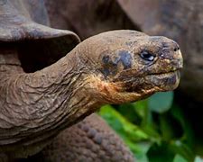 Image result for Pinta Island Tortoise