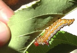 Image result for "redhumped-caterpillar"