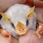 Image result for Rarest Endangered Species of Bats